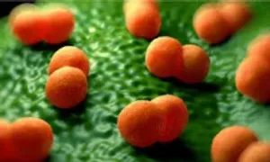 Từ 'như cảm cúm' đến cái chết trong 24 giờ vì não mô cầu